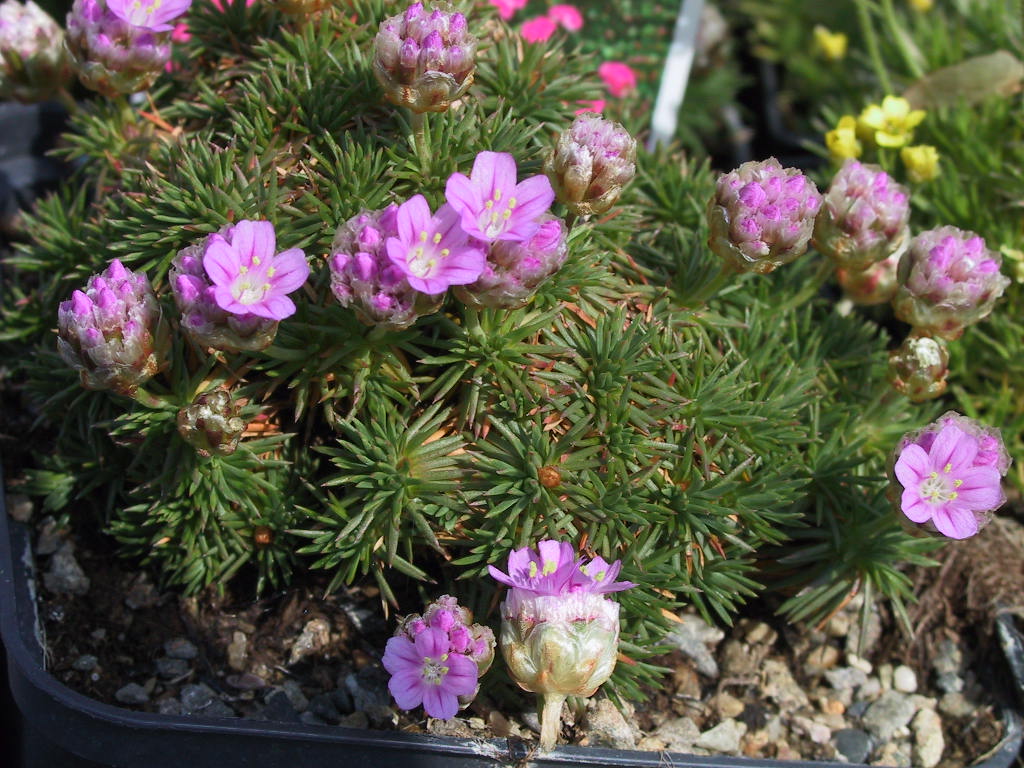 Armeria juniperifolia 01.jpg